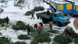 Столичная елка вырастет в другом месте.+ФОТО